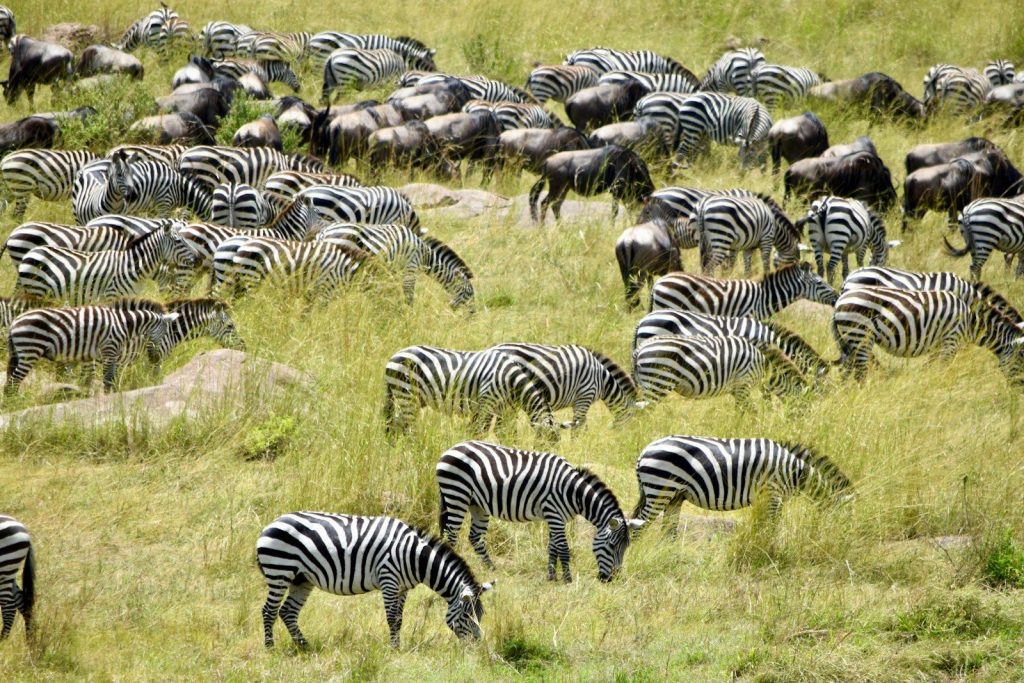 A herd of zebras grazing in a grassy field.