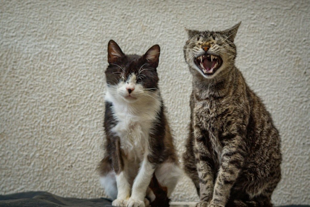 a couple of cats sitting next to each other