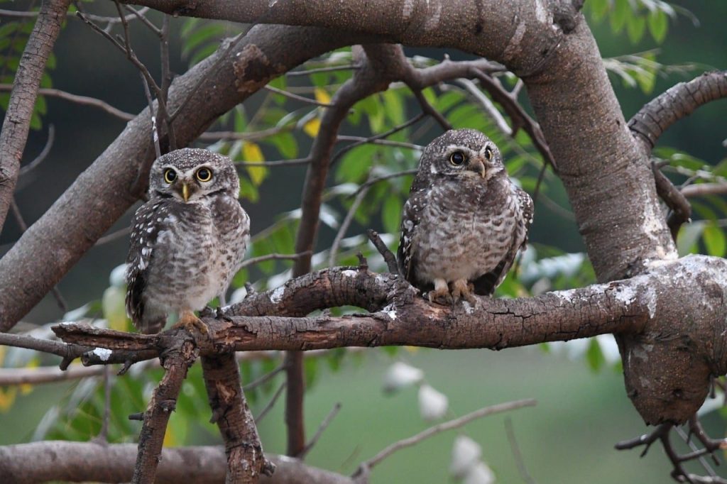 owl, wildlife, nature, predator, branch, wood, chick, spotted owlet, yellow eyes, birdlife, nest, bird, tree, natural habitat, depiction, outdoors, feather, camouflage