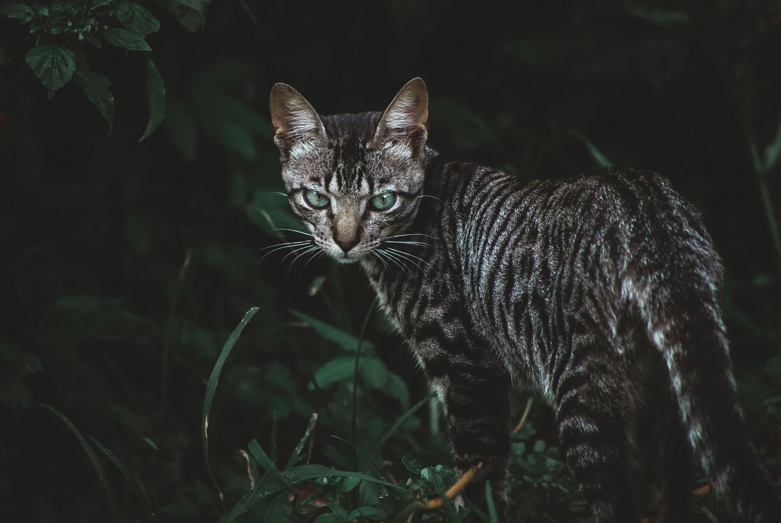 A striking Toyger cat with vivid stripes stands alert in a lush, dimly lit forest.