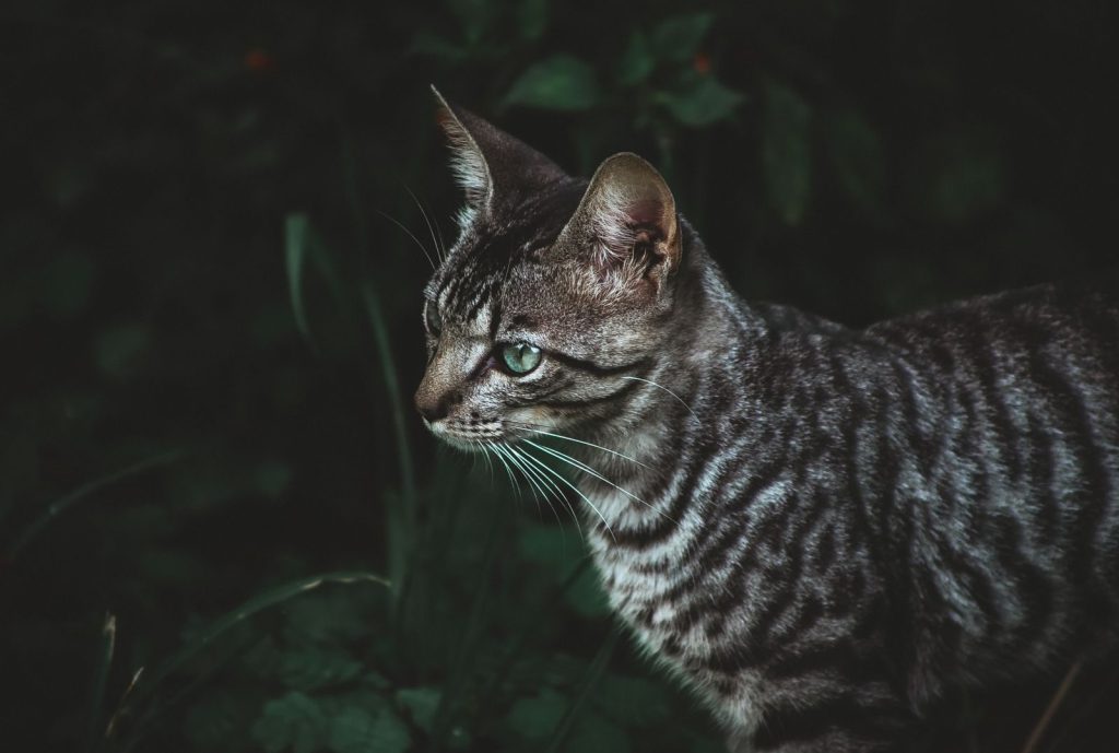 Intimate portrait of a Toyger cat in a grassy field showcasing its unique stripes.