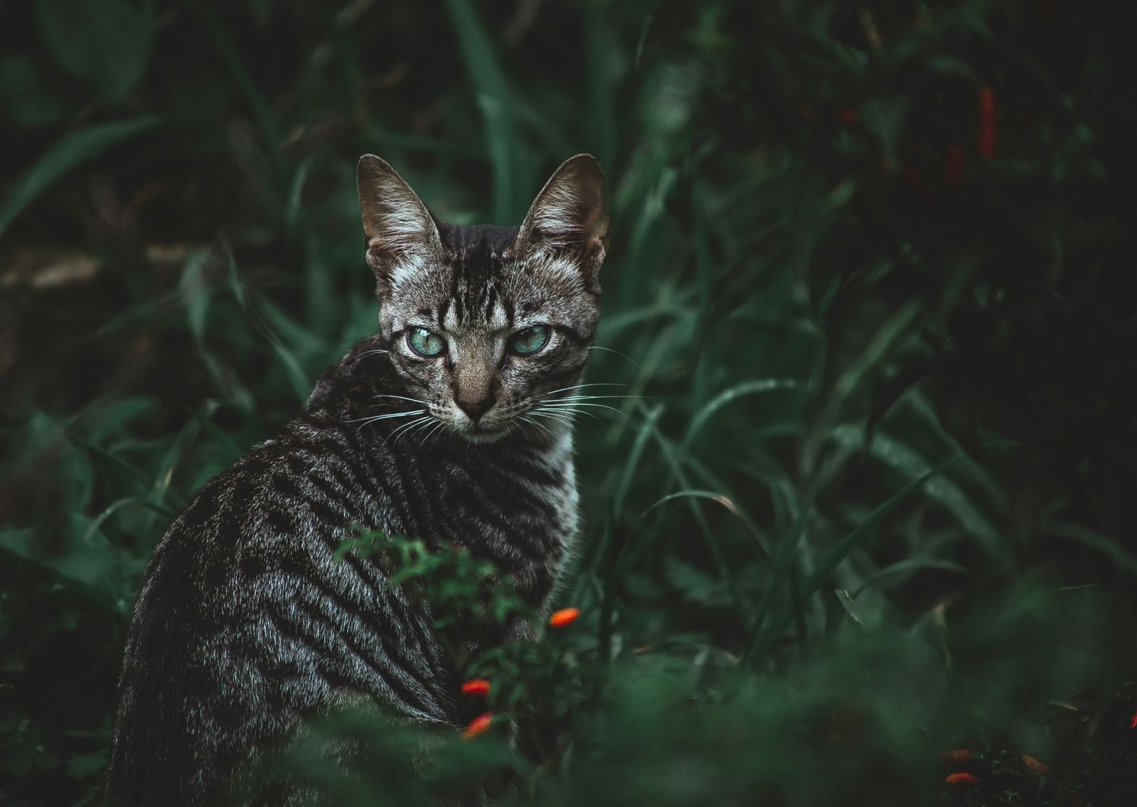 A striking close-up of a tabby cat amidst vibrant green foliage.