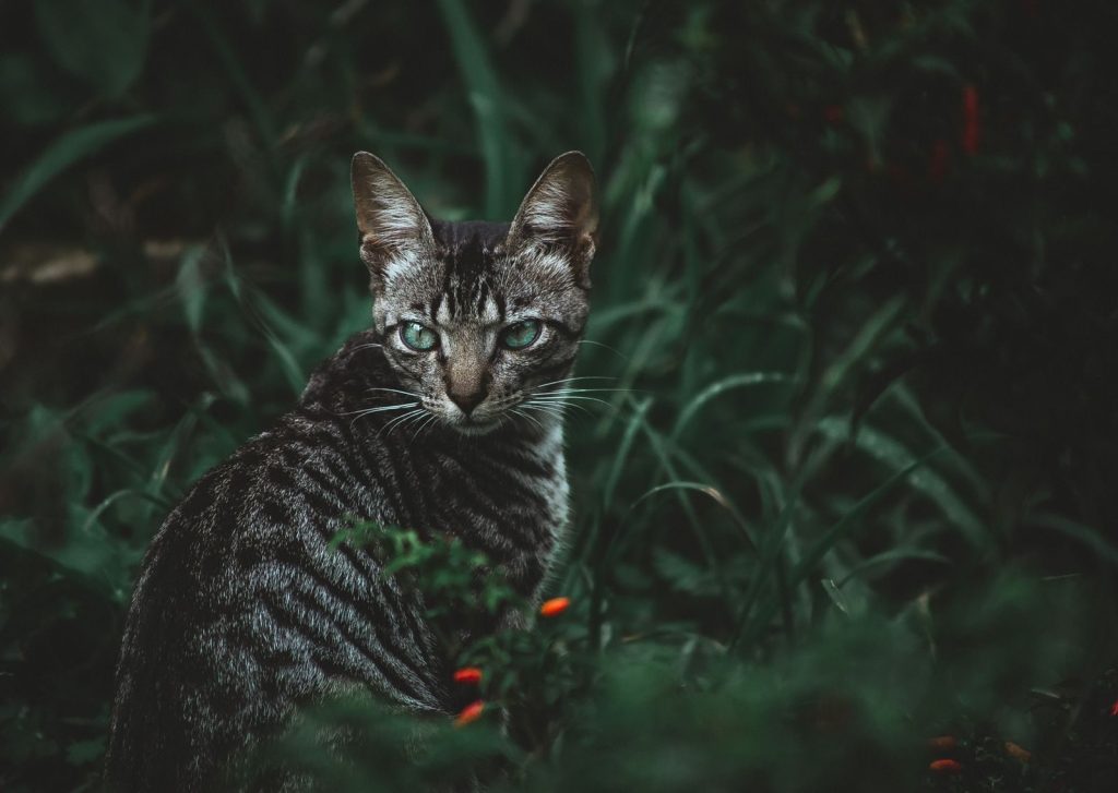 A striking close-up of a tabby cat amidst vibrant green foliage.