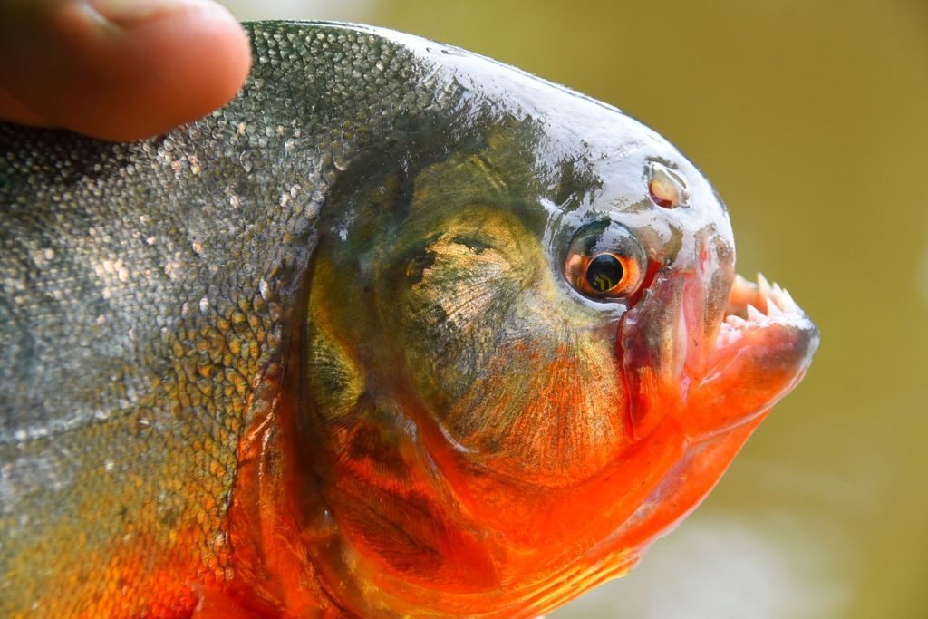 Detailed close-up of a piranha showcasing vivid colors and textures of its scales and body.