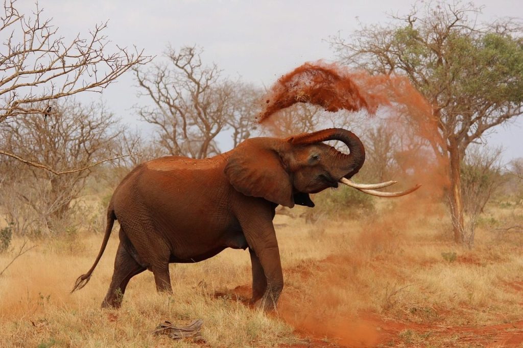elephant, animal, zoo, african bush elephant, african savanna elephant, trunk, tusks, mammal, wild animal, wildlife, fauna, wilderness, nature, dust, elephant, elephant, elephant, elephant, elephant