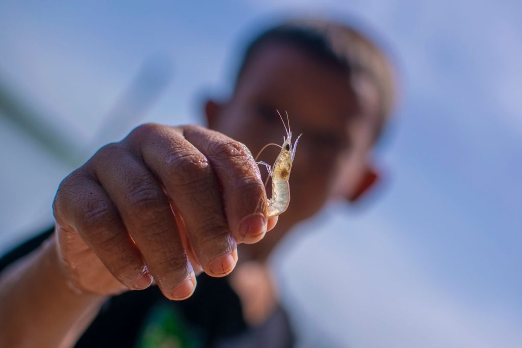 A detailed view of a shrimp held by a fisherman against a clear sky in El Salvador.
