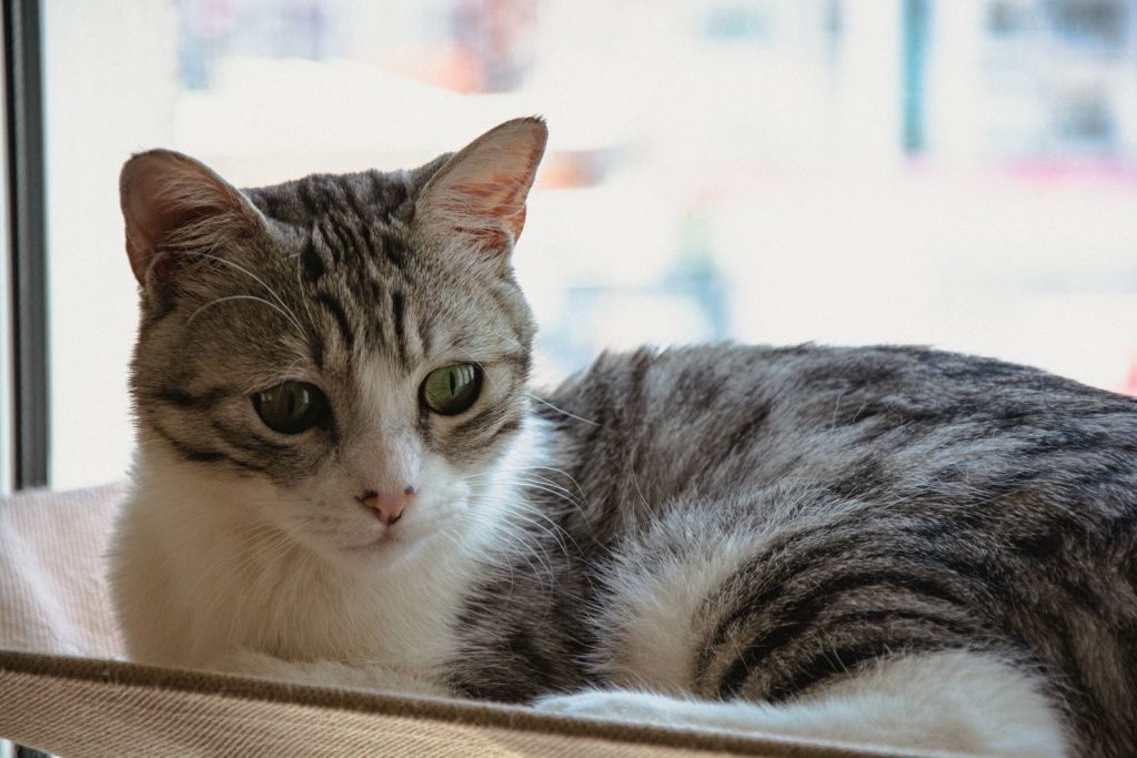 Adorable tabby cat with striking green eyes lounging by a window, showcasing calm and curiosity.