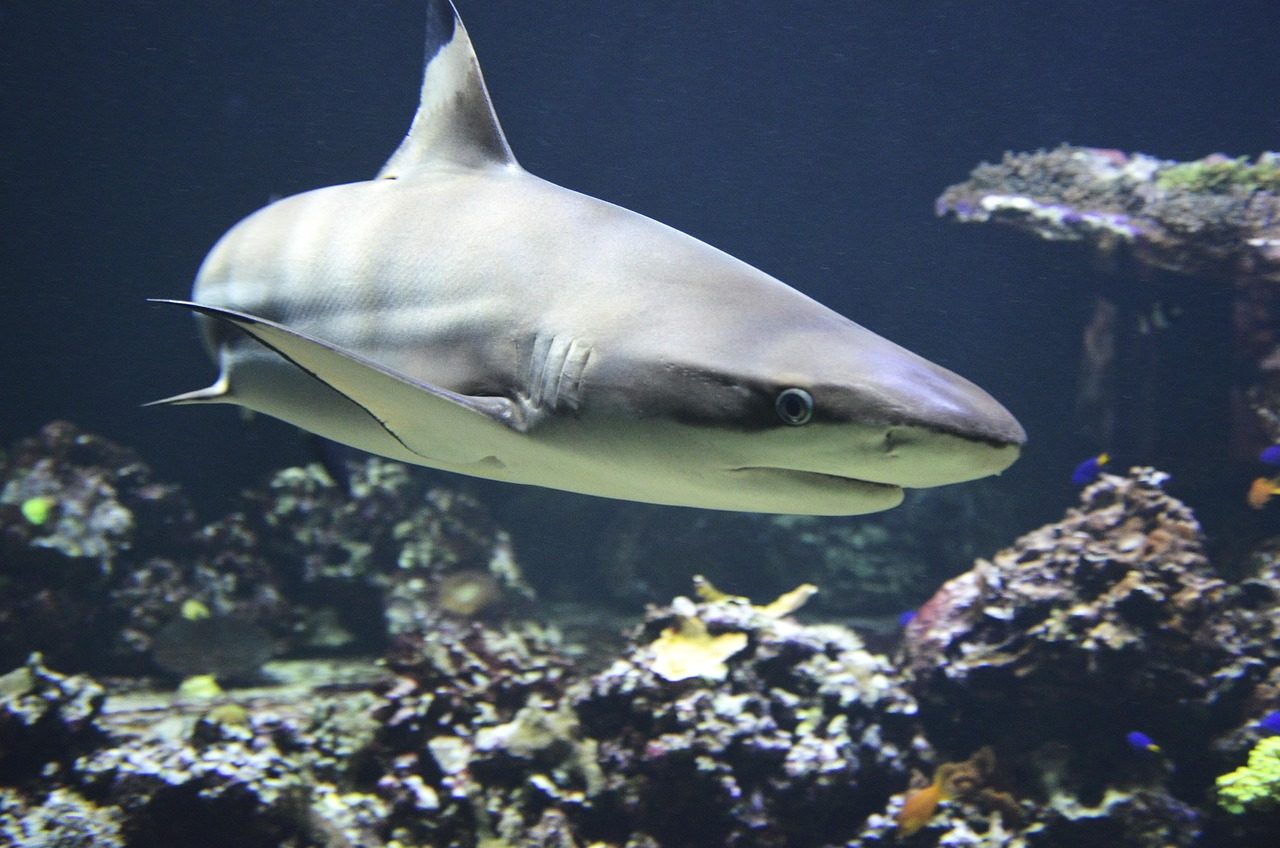 blacktip shark, shark, dangerous, predatory fish, hunter, shark, shark, shark, shark, shark