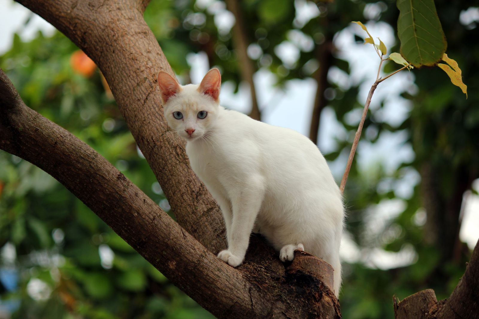 A white cat with blue eyes sits on a tree branch surrounded by green leaves.
