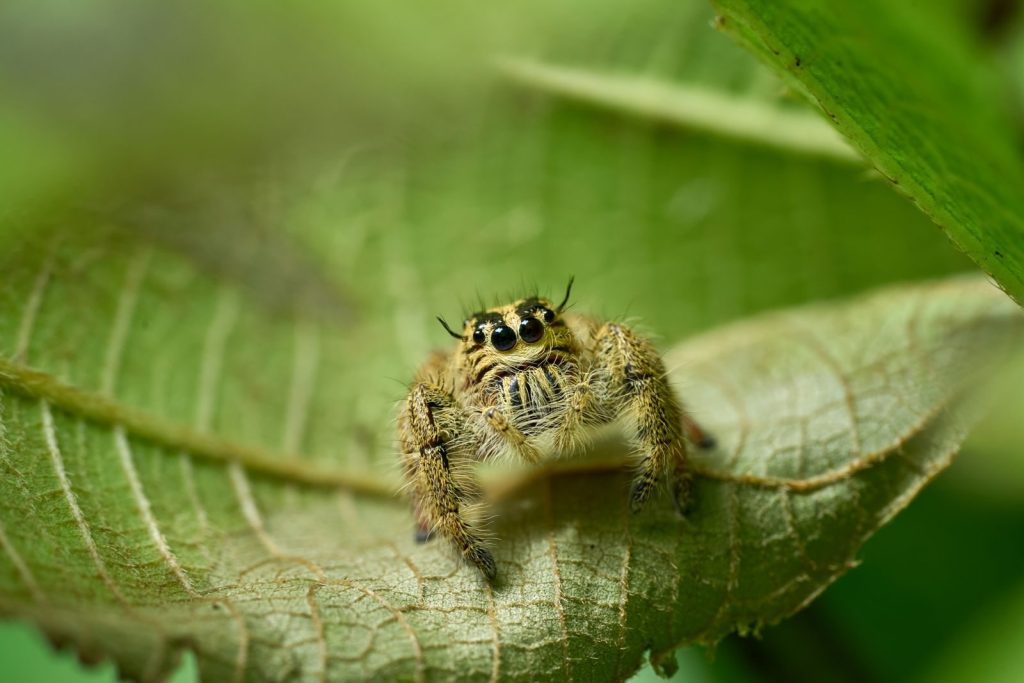 Detailed macro photograph of a jumping spider perched on a leaf.