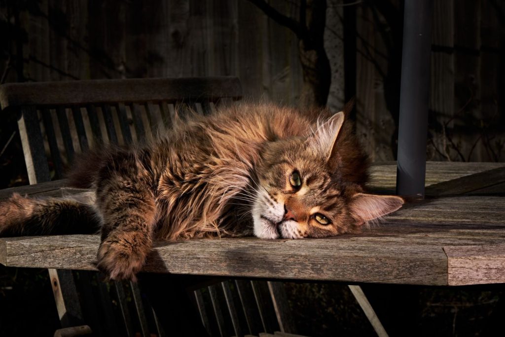 A close-up of a Maine Coon cat lounging on a wooden table, enjoying a sunny day.