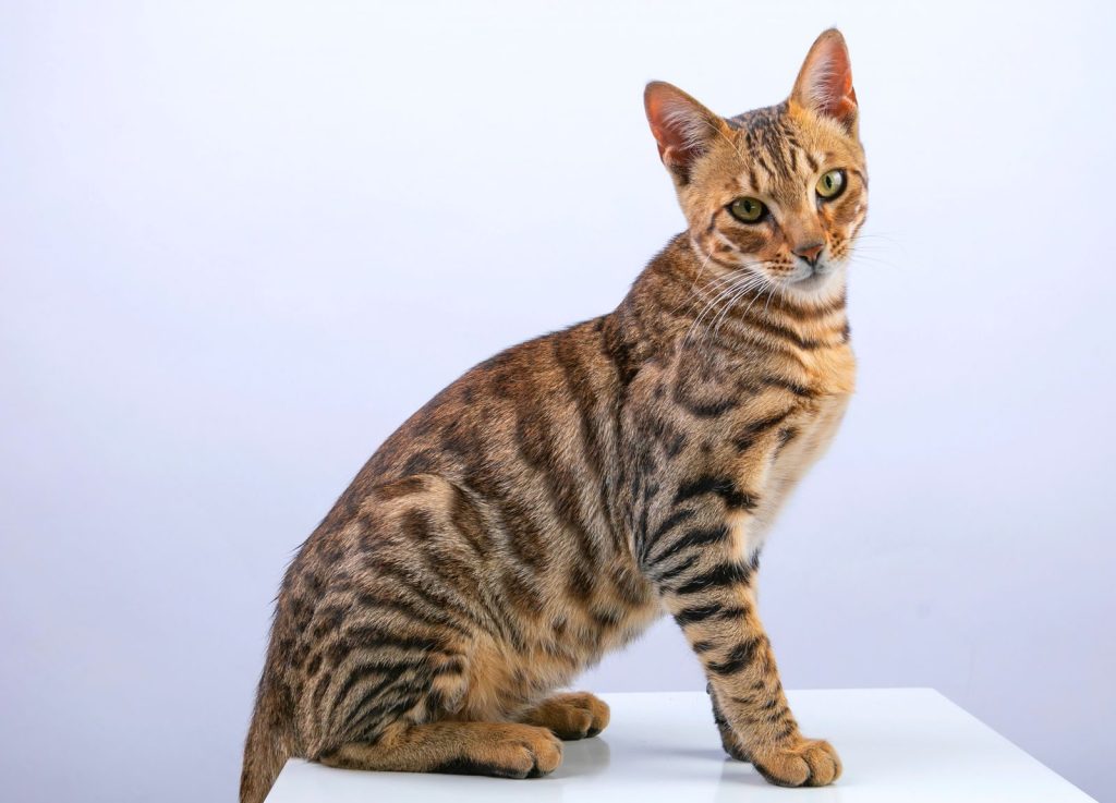 A beautiful Bengal cat with striking patterns posed on a white background in a studio setting.