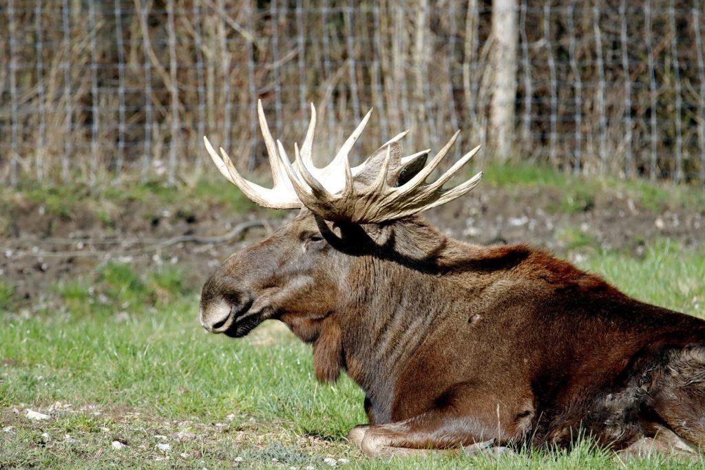 Close-up of a moose resting in a sunny outdoor enclosure, showcasing impressive antlers.