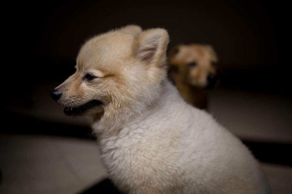 Two fluffy puppies sitting indoors, captured in soft lighting with a focus on their cute faces.