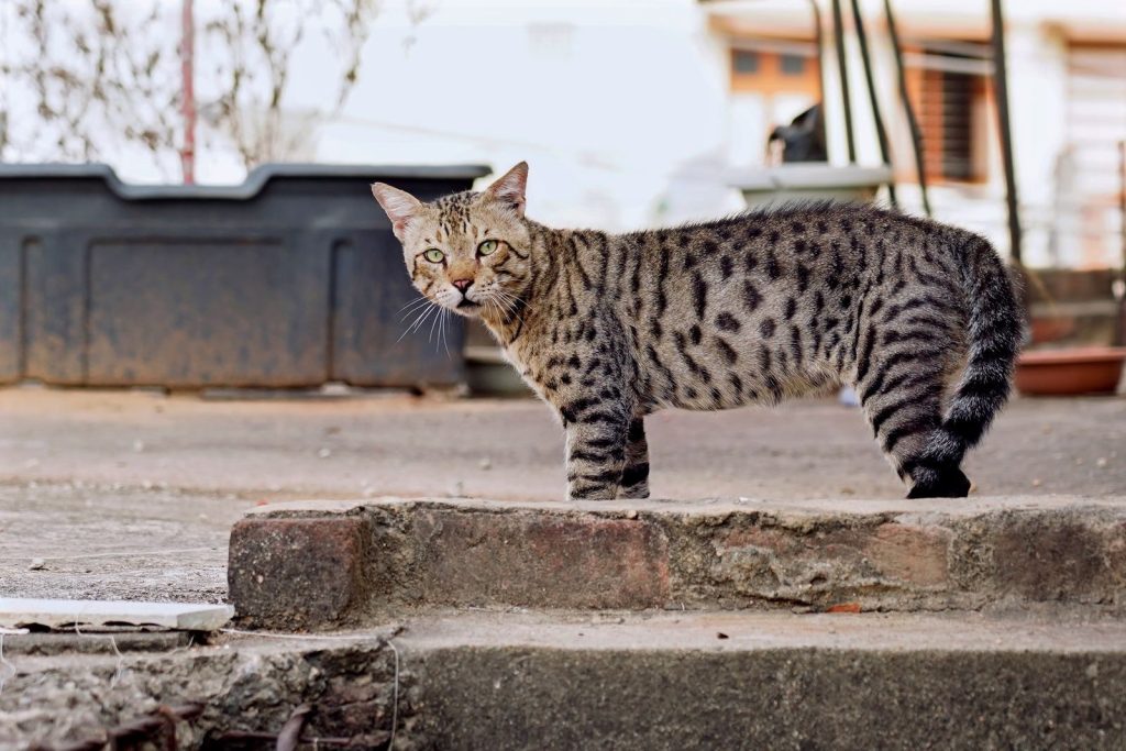 A curious tabby cat standing on outdoor steps, staring intently. Perfect for animal and pet-themed projects.