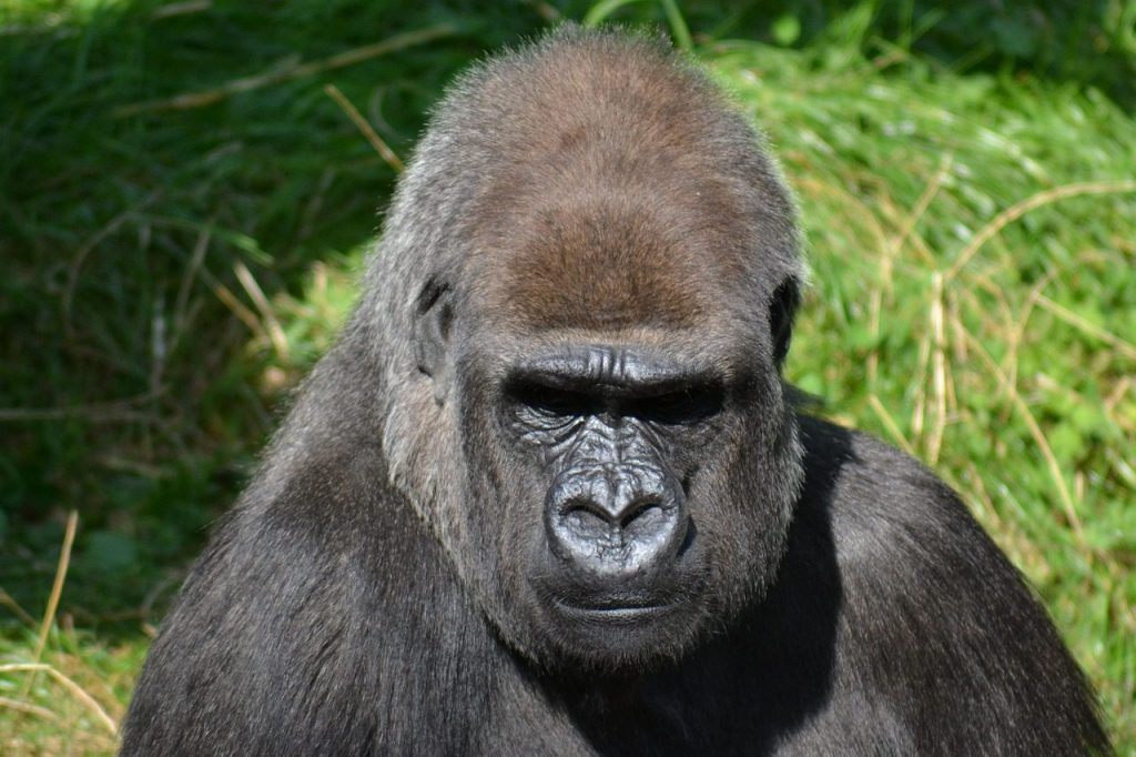 silverback gorilla, male gorilla, mountain gorilla, close-up, head, face, green mountain, mountain gorilla, mountain gorilla, mountain gorilla, mountain gorilla, mountain gorilla