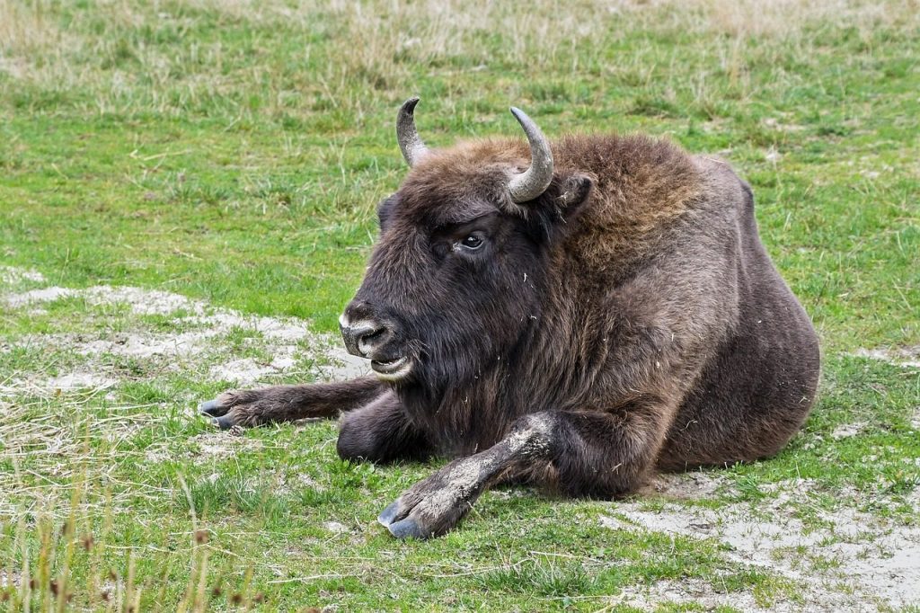 bison, european bison, lying, horns, nature, grass