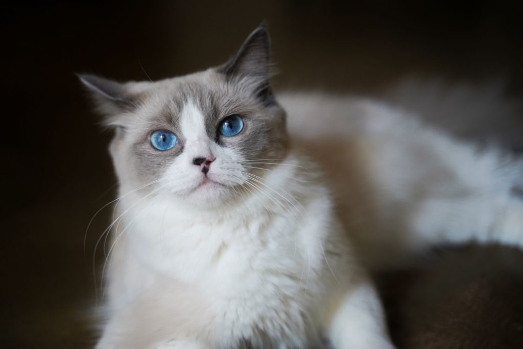 Adorable blue-eyed Ragdoll cat with fluffy fur laying indoors. Perfect pet portrait for animal lovers.