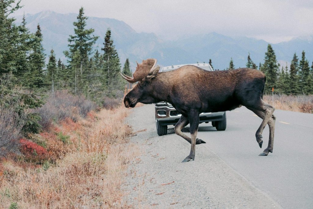 a moose crossing the road in front of a truck