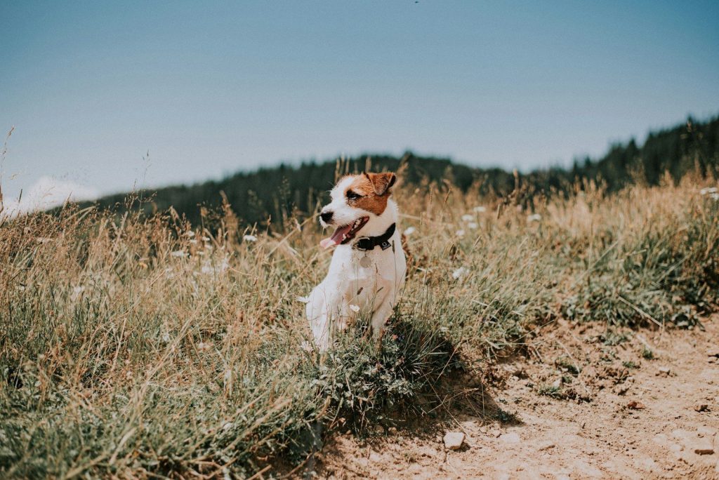 white and brown short coated dog on brown field during daytime