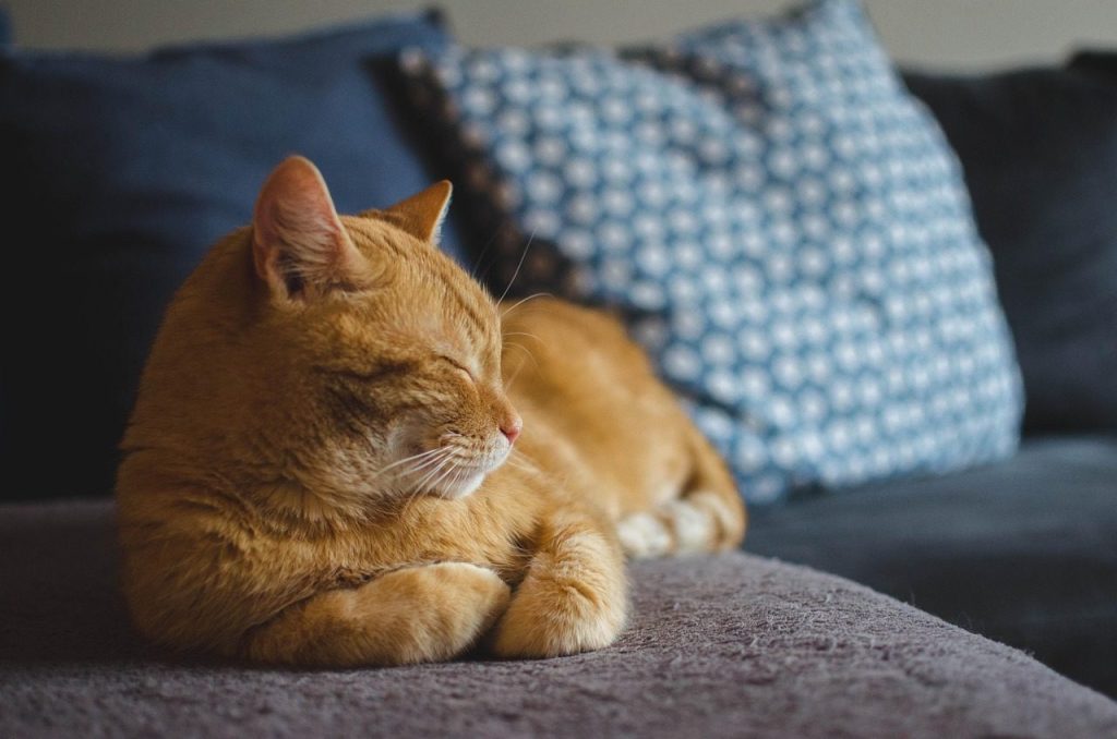 cat, pet, red cat, cat's eyes, animal, lying cat, dream, domestic cat, a well-groomed cat, calm cat, relaxation, sleeping cat, rest, dachowiec