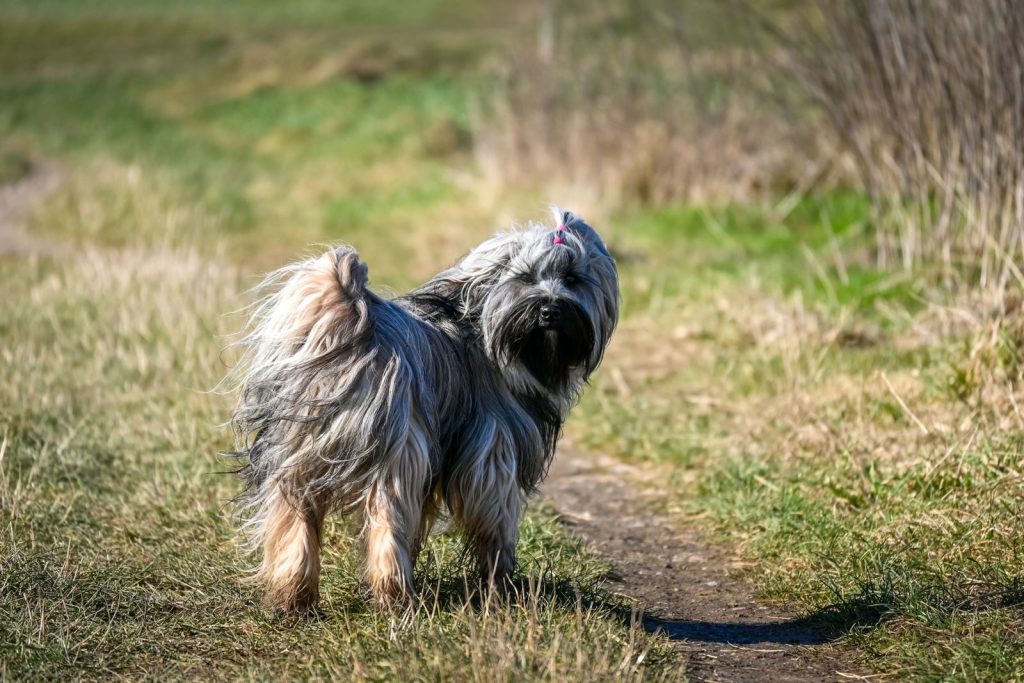 Shaggy dog with long fur stands on a grassy path in Sittard, Limburg, enjoying a sunny day.