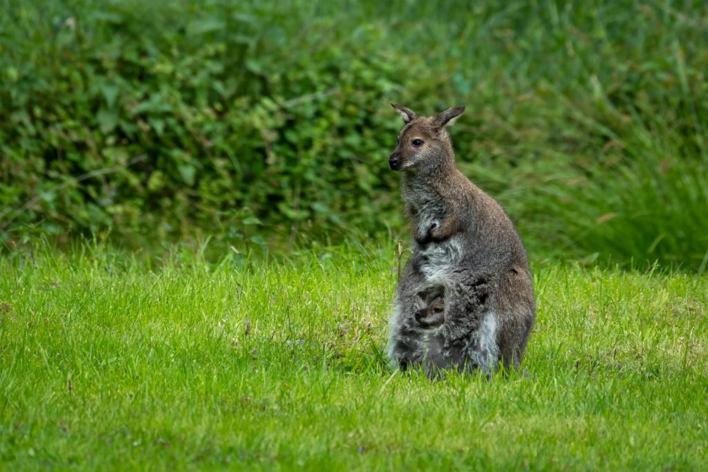 A wallaby carrying its joey outdoors in a natural, green setting, showcasing wildlife in Australia.