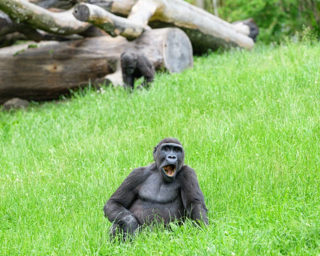 A gorilla enjoying a relaxed moment on a grassy field in a zoo setting.