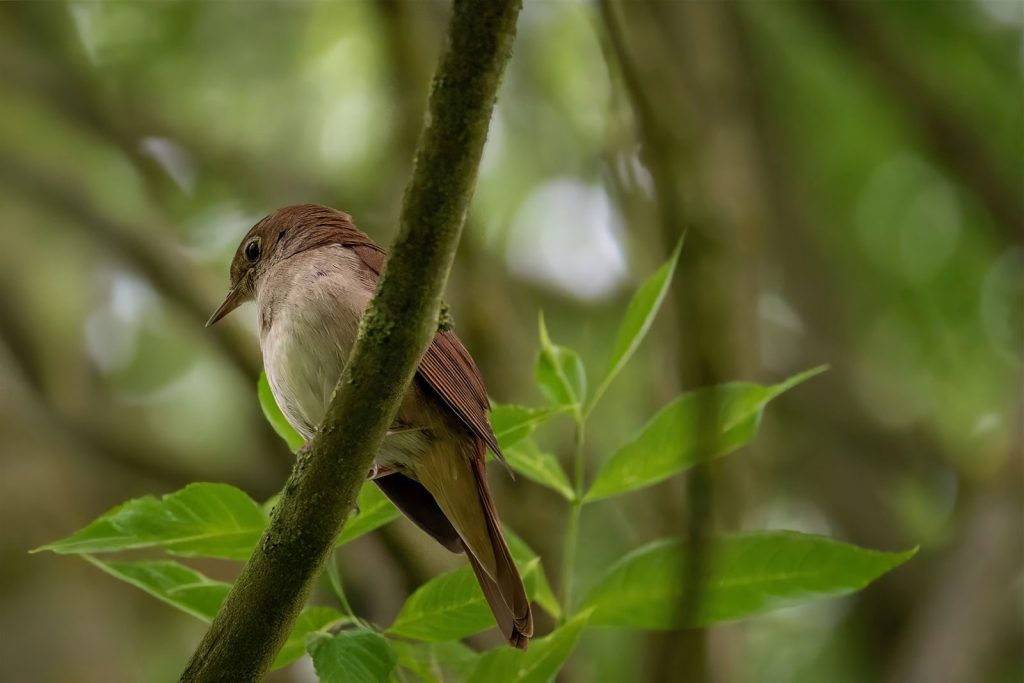 A nightingale perched amidst lush green leaves, embodying nature's serenity and woodland charm.