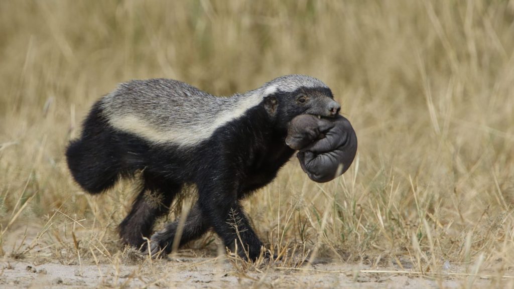 A honey badger carrying its cub in the Kgalagadi Transfrontier Park, showcasing wildlife behavior.