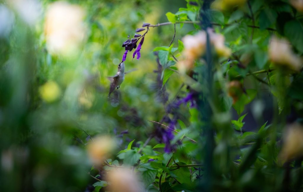 A hummingbird gracefully feeds on purple flowers in a vibrant, green garden setting during the day.