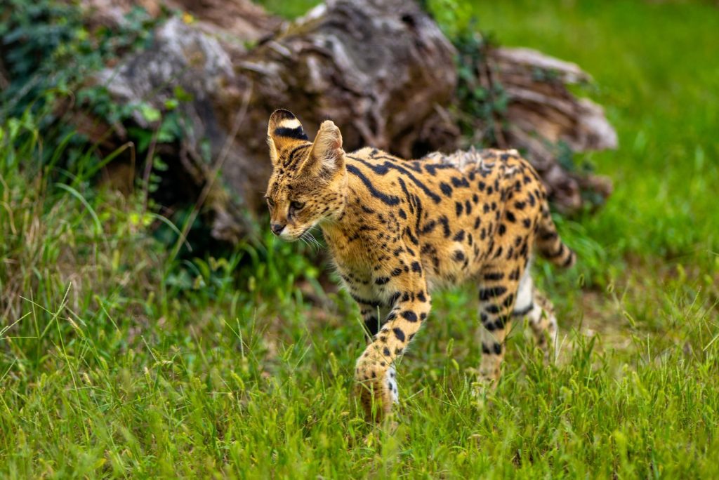 A spotted serval cat explores a lush green area in Zagreb, showcasing its natural beauty.