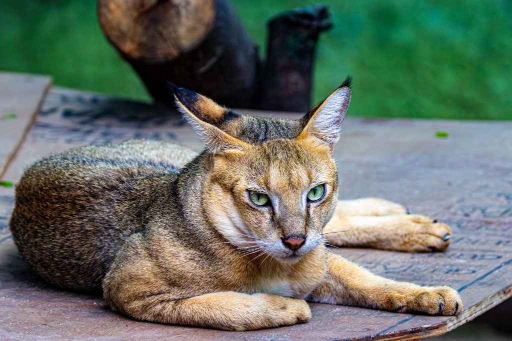 A stunning close-up photo of a caracal cat relaxing on a wooden surface outdoors.