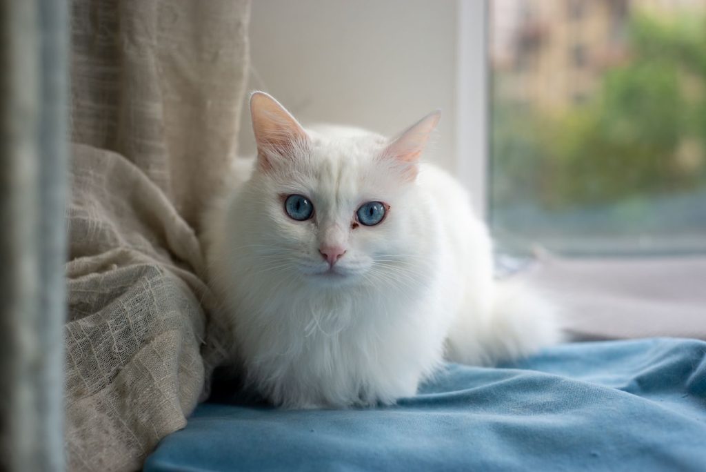 Beautiful white cat with striking blue eyes sitting on a bed by a window, exuding grace and tranquility.