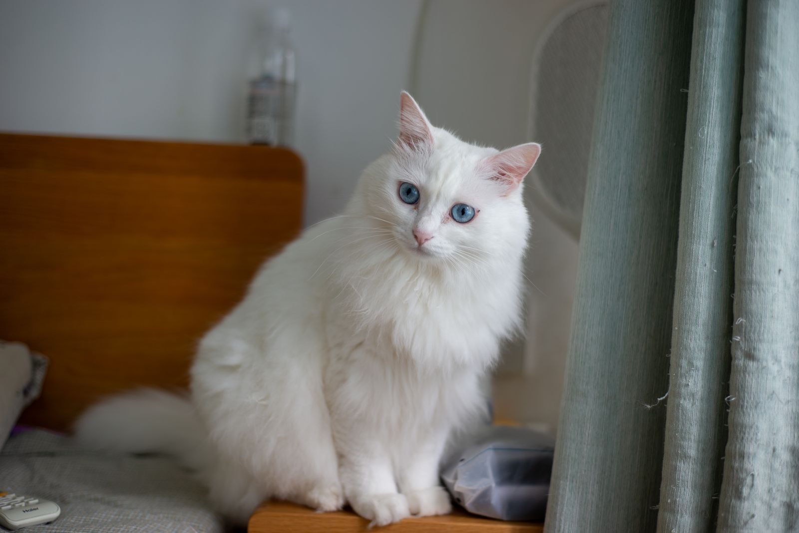 Adorable fluffy white cat with striking blue eyes sitting indoors on a wooden table.