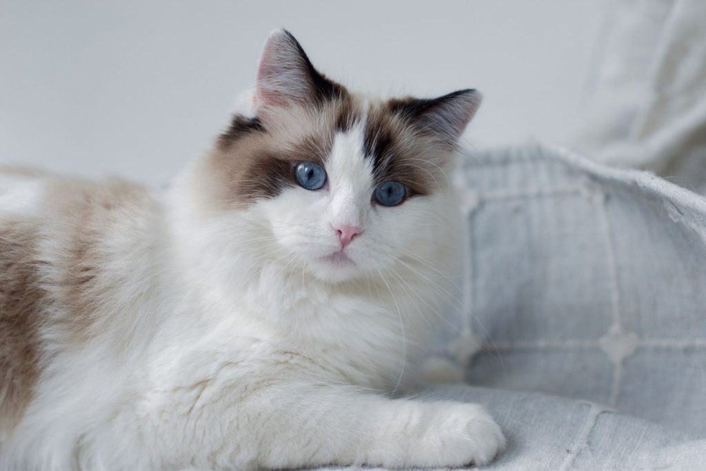 Close-up of a fluffy Ragdoll cat with striking blue eyes lounging indoors.