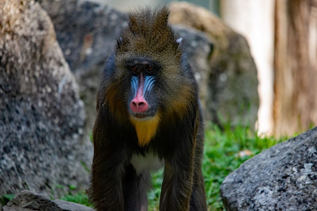 Vibrant mandrill standing among rocks at Augsburg Zoo, Bavaria, Germany.