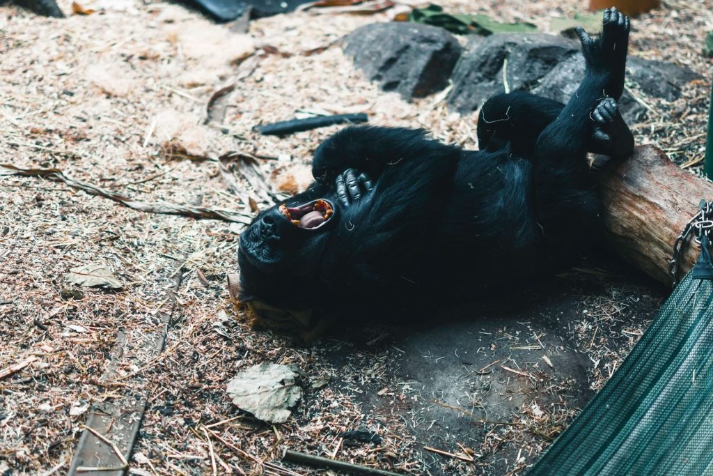A gorilla lounging comfortably on a log in a natural setting.