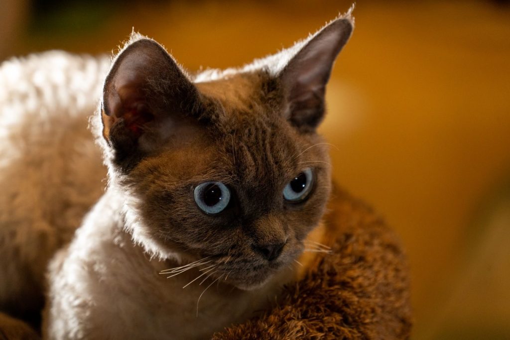 Captivating close-up of a Devon Rex cat, showcasing its distinct blue eyes and unique curly fur.