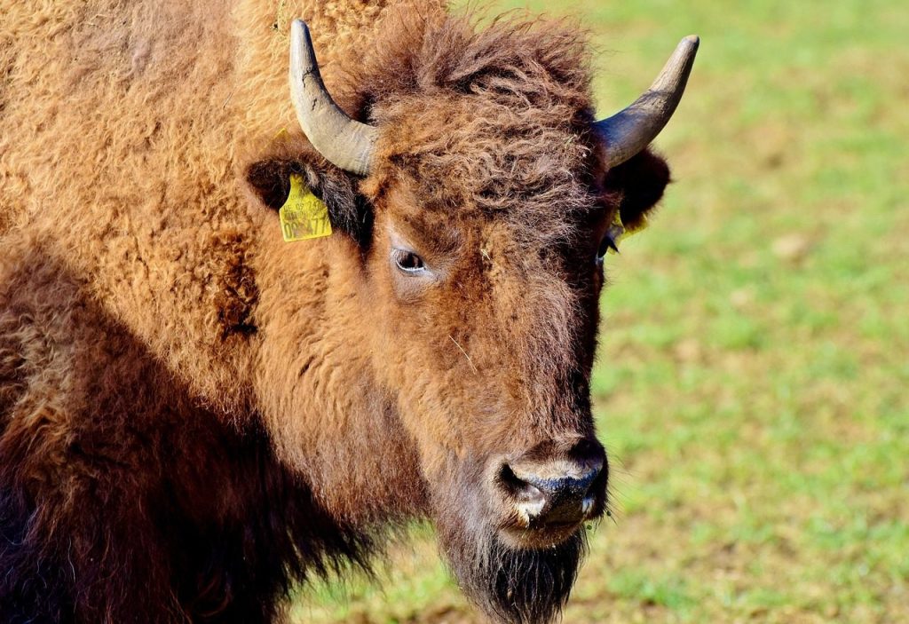 bison, buffalo, horns, american bison, wild, farm animal, beef, bison head, massive, animal, nature, pasture, graze, bison, bison, bison, bison, bison