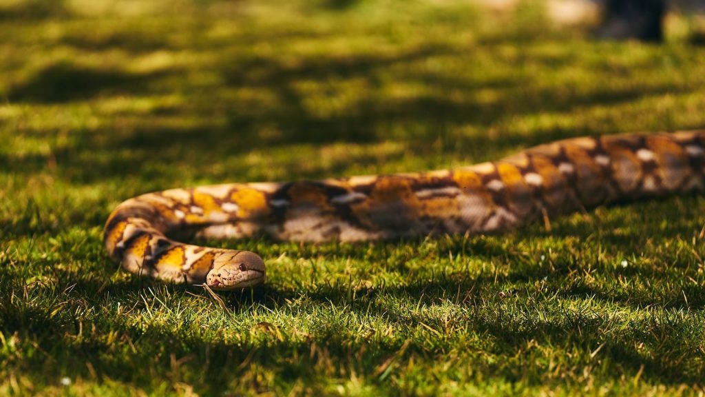 A golden python lies leisurely on sunlit grass in a natural outdoor setting.