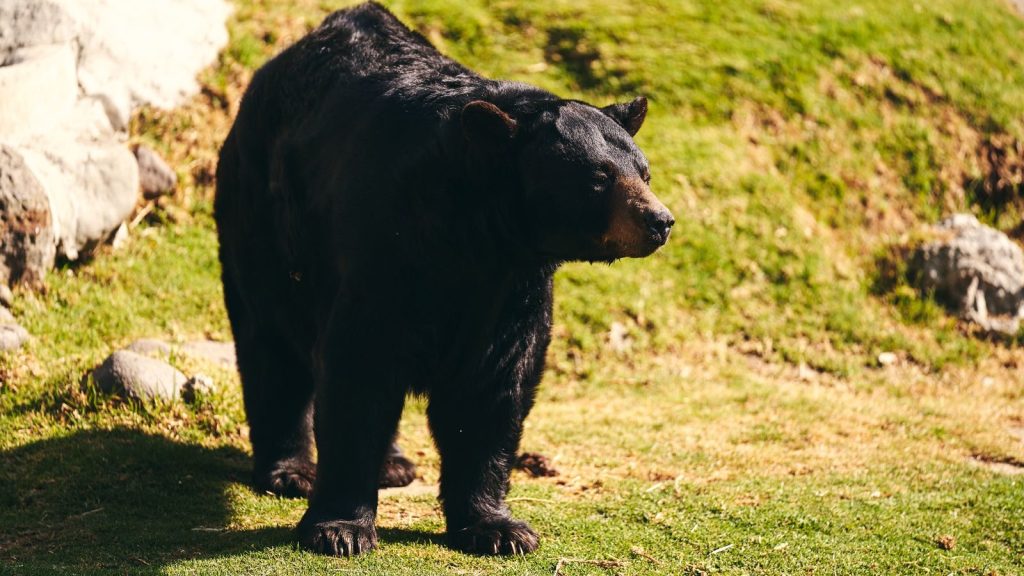 A black bear stands in a sunlit meadow, surrounded by rocks and grass.