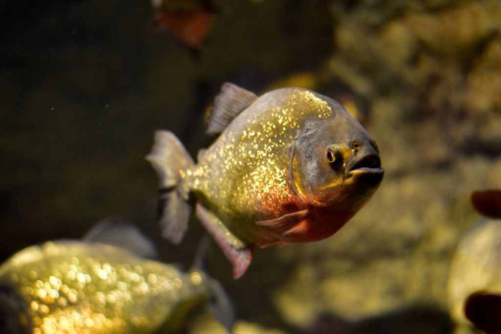 Detailed shot of a red-bellied piranha showcasing its vibrant colors. Captured in Malta Aquarium.