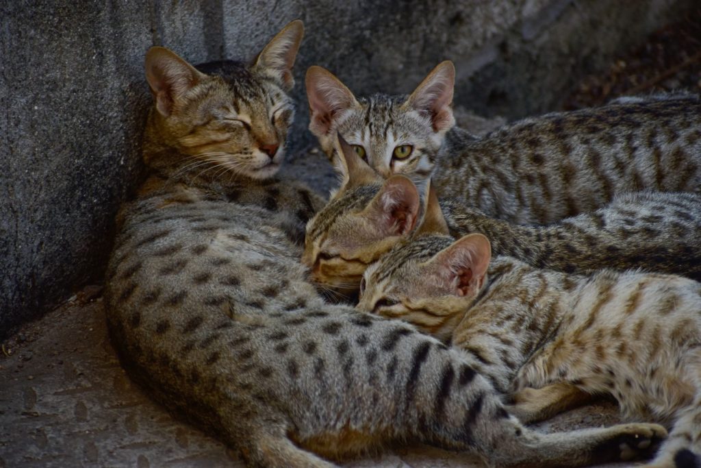 A group of domestic cats sleeping and cuddling against a stone wall in a peaceful setting.