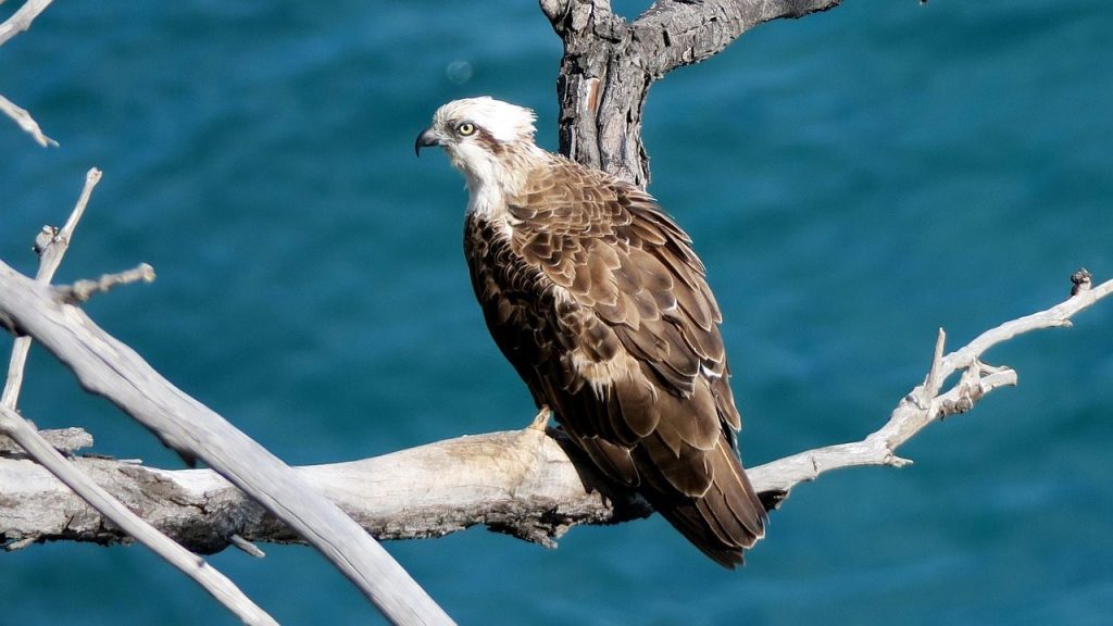 osprey, nature, bird, raptor
