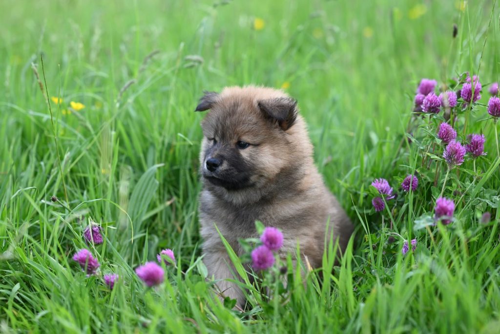 Cute puppy sitting among vibrant clover flowers in a lush green field, showcasing natural beauty.