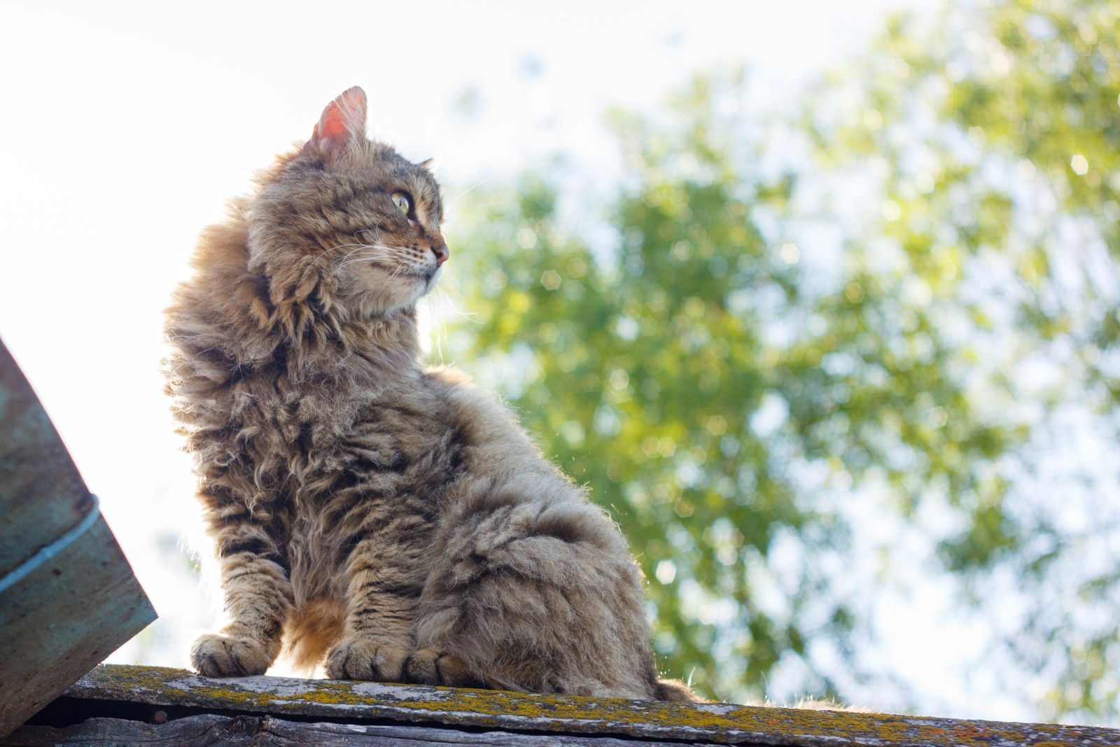 A fluffy cat sitting on a rooftop, enjoying a sunny day with green foliage in the background.