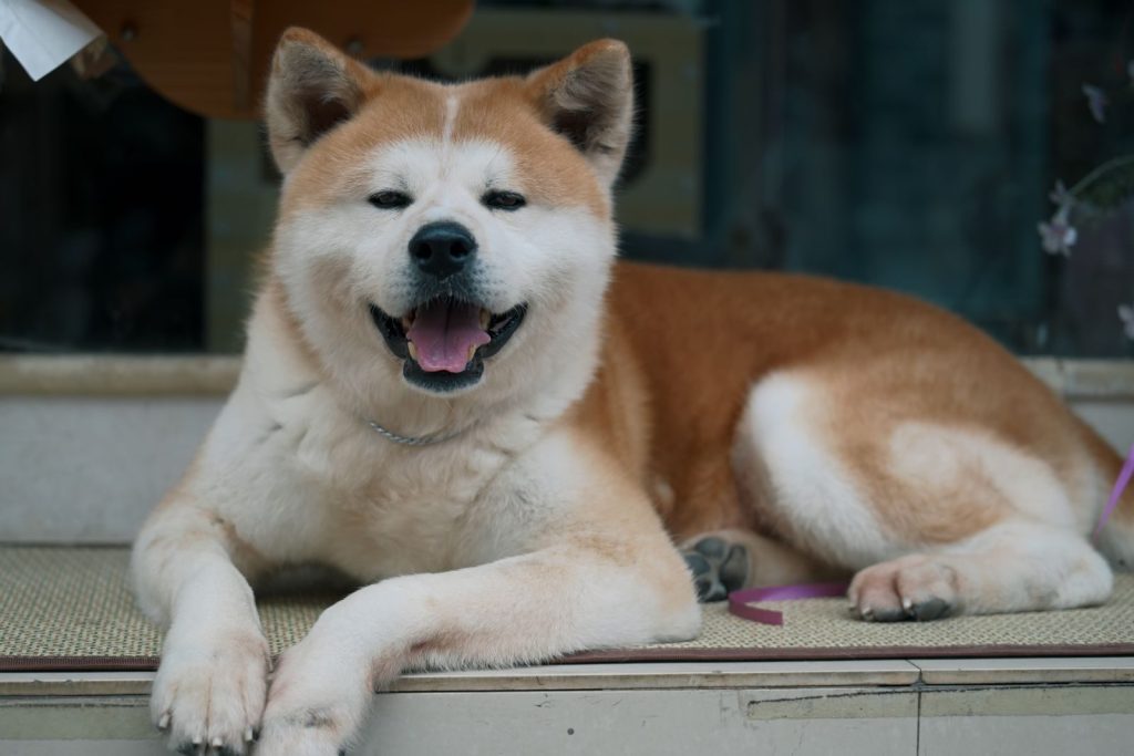 A charming Akita dog resting on a doorstep, exuding tranquility and warmth.