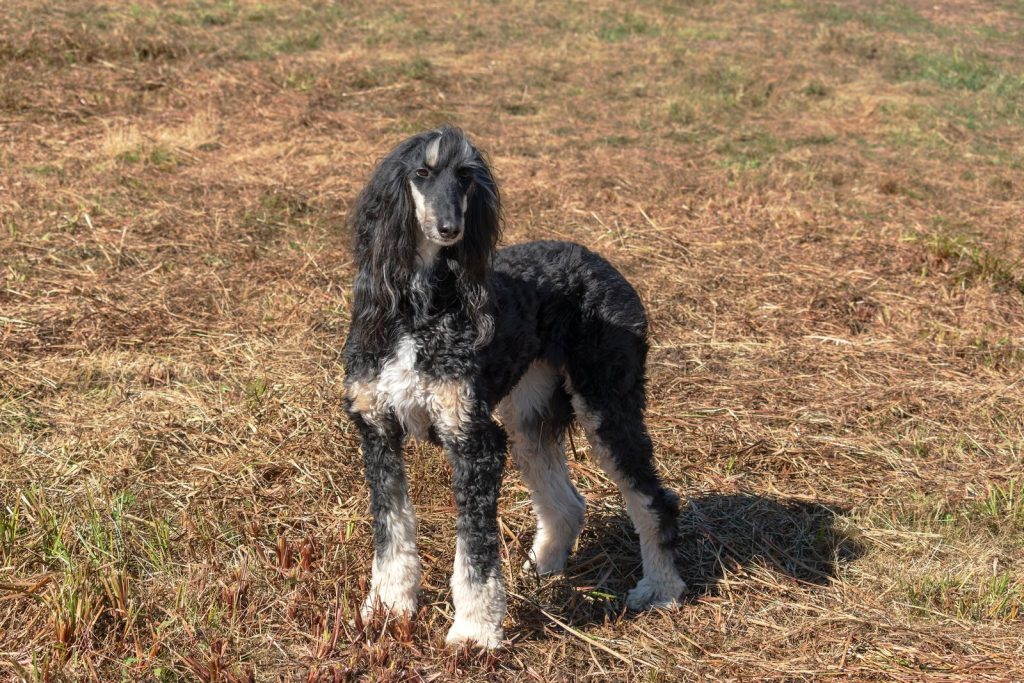 Afghan Hound standing gracefully in an open field on a sunny autumn day.