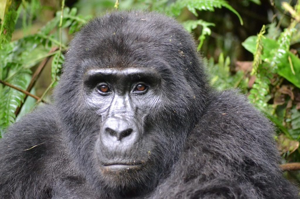 gorilla, mountain gorilla, bwindi, uganda, rainforest, wildlife, nature, africa, gorilla, gorilla, gorilla, mountain gorilla, mountain gorilla, mountain gorilla, mountain gorilla, mountain gorilla, uganda, uganda